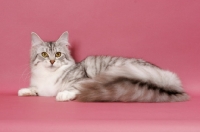 Picture of Silver Mackerel Tabby & White Maine Coon