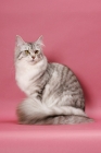 Picture of Silver Mackerel Tabby & White Maine Coon