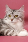 Picture of Silver Mackerel Tabby & White Maine Coon