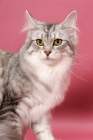 Picture of Silver Mackerel Tabby & White Maine Coon