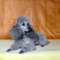 Picture of silver miniature poodle in dutch clip lying down
