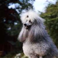 Picture of silver miniature poodle