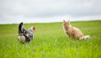 Picture of Silver Penciled Hamburg hen and orange tabby cat in grassy field.