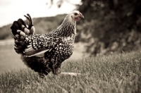 Picture of Silver Penciled Hamburg Hen walking across a meadow.