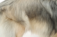 Picture of Silver Sable Tibetan Spaniel coat