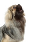 Picture of Silver Sable Tibetan Spaniel looking up