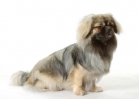 Picture of Silver Sable Tibetan Spaniel sitting down