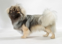 Picture of Silver Sable Tibetan Spaniel