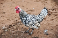 Picture of silver Sebright Bantam chicken