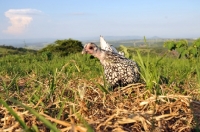 Picture of silver Sebright Bantam hen in countryside