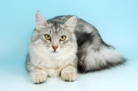Picture of silver shaded siberian lying down