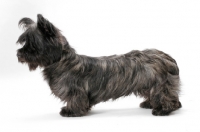 Picture of silver Skye Terrier in studio, posed