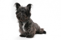 Picture of silver Skye Terrier sitting in studio