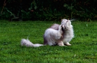 Picture of silver smoke cat scratching her ear