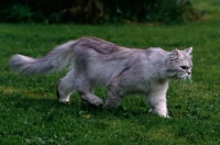 Picture of silver smoke cat walking across a lawn