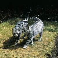 Picture of silver spotted and silver tabby cats, champion lowenhaus fingal, champion lowenhaus ferragus