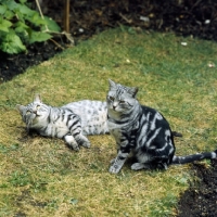 Picture of silver spotted and silver tabby british Shorthair cats, champion lowenhaus fingal, champion lowenhaus ferragus