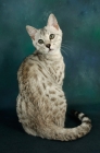 Picture of silver spotted bengal looking back
