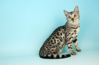 Picture of silver spotted bengal sitting on blue background