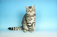 Picture of silver spotted British Shorthair kitten