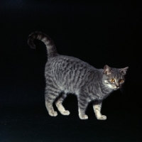 Picture of silver spotted British Shorthair cat