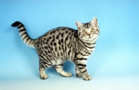 Picture of silver spotted British Shorthair kitten, standing