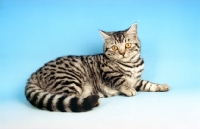 Picture of silver spotted British Shorthair kitten, lying down