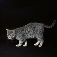 Picture of silver spotted British Shorthair cat