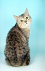 Picture of silver spotted Manx cat, back view