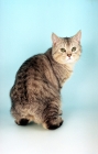 Picture of silver spotted Manx cat on blue background