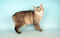 Picture of silver spotted Manx cat, standing