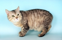 Picture of silver spotted Manx cat