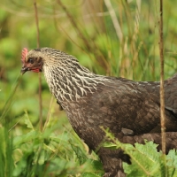Picture of silver sussex hen