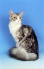 Picture of silver tabby and white Maine Coon, sitting on blue background