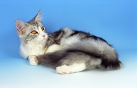 Picture of silver tabby and white Maine Coon, lying down on blue background