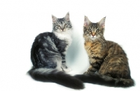 Picture of silver tabby and white Maine Coon with a tortoiseshell Maine Coon