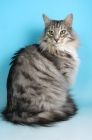 Picture of silver tabby and white norwegian forest cat sitting on blue background