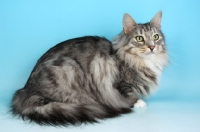 Picture of silver tabby and white norwegian forest cat sitting on blue background