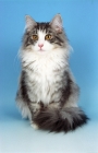 Picture of silver tabby and white Norwegian Forest cat, sitting down
