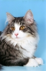 Picture of silver tabby and white Norwegian Forest cat