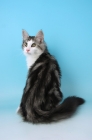 Picture of silver tabby and white norwegian forest cat, sitting