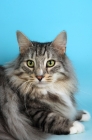 Picture of silver tabby and white norwegian forest cat, portrait
