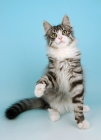 Picture of silver tabby and white