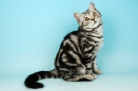 Picture of silver tabby british shorthair cat