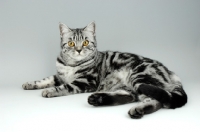 Picture of silver tabby british shorthair cat lying on grey background