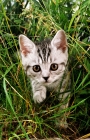 Picture of silver tabby British Shorthair kitten walking through grass