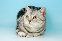 Picture of silver tabby british shorthair cat lying down