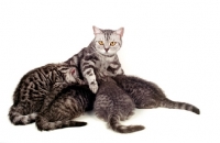 Picture of silver tabby British Shorthair cat nurturing her kittens