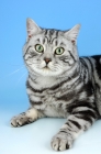 Picture of silver tabby british shorthair cat looking at camera