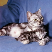 Picture of silver tabby cat and kitten